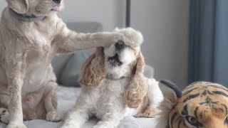 The Funny Behavior of a Smart Genius Dog (Cocker Spaniel)