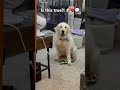 Is this true?! 🐶❤️💬 #dogs #cutedogs #dogshorts #dogsofyoutube #dogowner #funnydogs #fyp