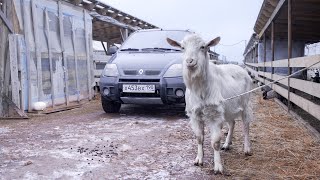 Русское сафари на Renault Scenic RX4