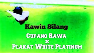 Kawin Silang Cupang Rawa Dengan Plakat White Platinum