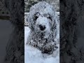 When You Snow You Snow #animalshorts #dogs #love #funny