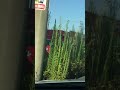 ビッグモーターに負けるな!車検のコバックも除草剤散布確定👍街路樹枯れとるがな笑