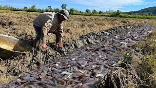 WOW! Catching A lot Catfish by best hand at Rice Field - Unique Fishing 2023