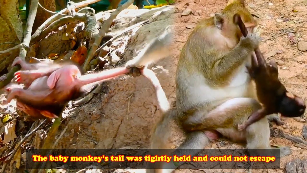 The baby monkey was tightly clinging to its tail, unable to escape in any way