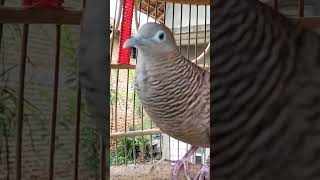 Suara burung merpati sangat istimewa, 100% otomatis #shorts