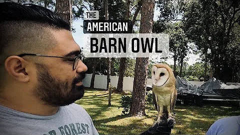 The American Barn Owl | Raptors with Lindsey | Barn Owl | Space Coast Tortoise