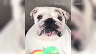 Funny Cats and Dogs #Shorts by PetPalsTV453 5 views 1 year ago 43 seconds
