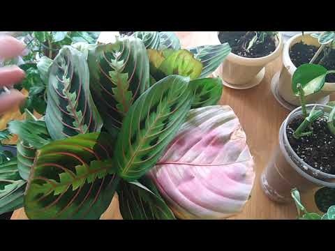 Комнатные цветы .Обзор