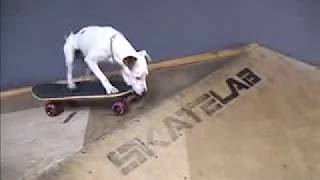 Chien qui fait du skate