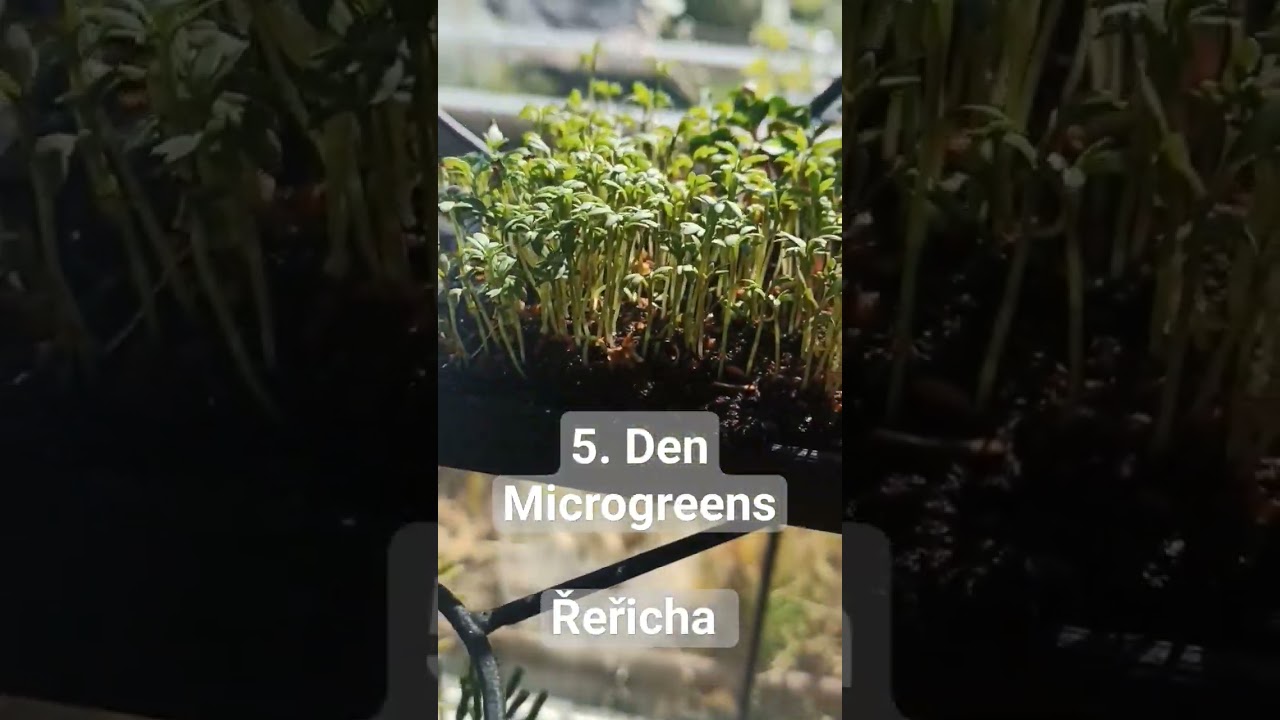 YouTube player