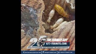Termite Eggs