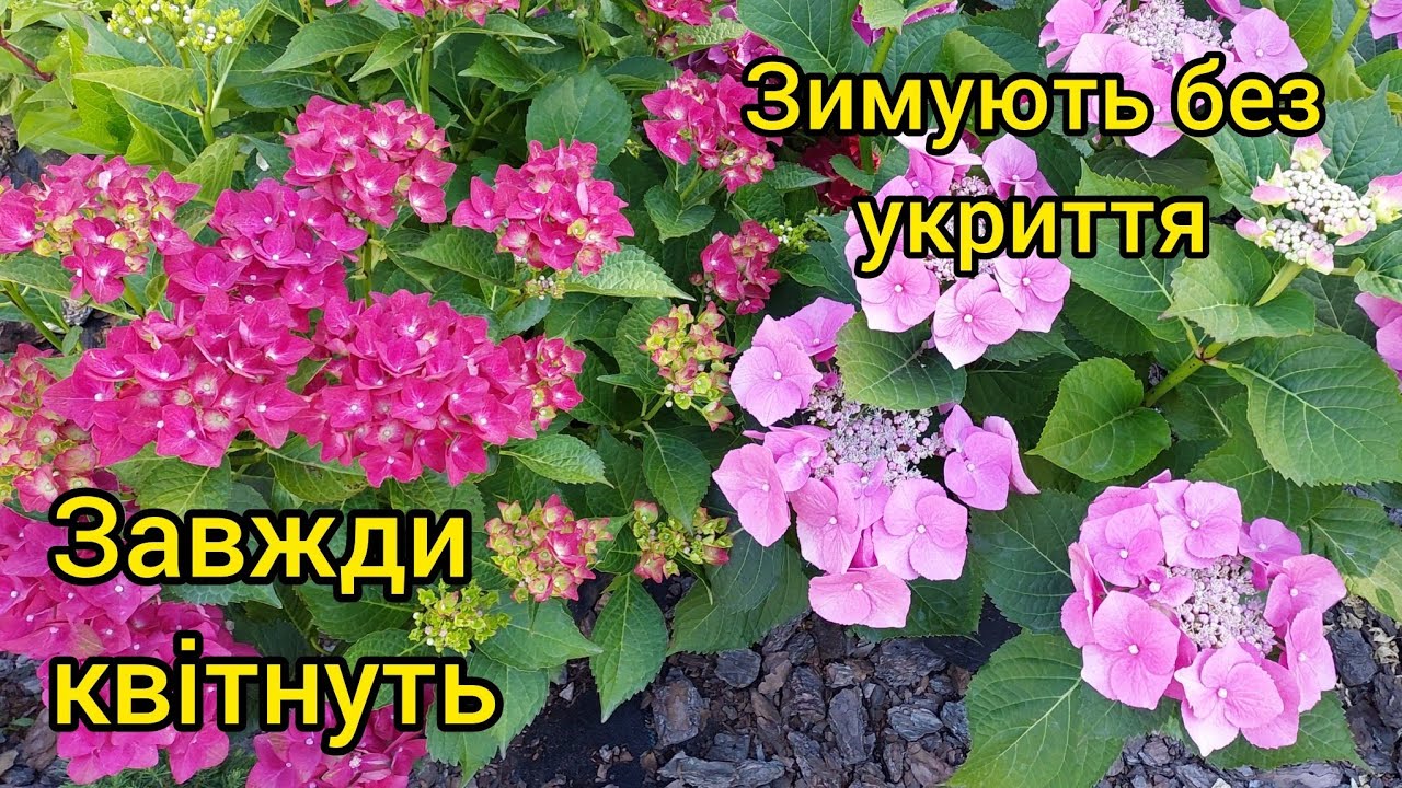 Топ сортів👍широколистих гортензій у моїй колекції, найяскравіші , прості у вирощуванні