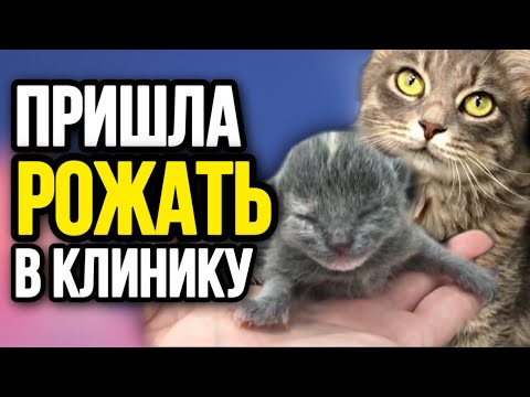 Видео: Как сказать, здорова ли бездомная кошка