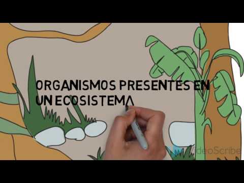 Video: ¿Cuáles son los cinco sistemas ambientales?