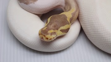 Year old Ball Python that has no eyes.