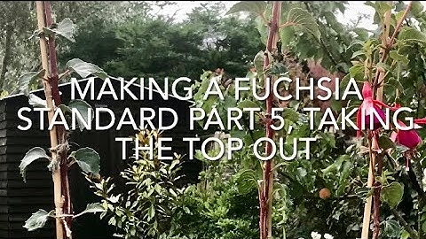 Making A Fuchsia Standard Part 5 Taking The Top Out, Making A Fuchsia Tree