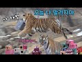 🎂오늘 나 말리지마🎂 범궁이 생파날 이거쓴 축제 그자체~ Famous Tiger in Korea, cat tiger #태범 #무궁 #백두대간호랑이