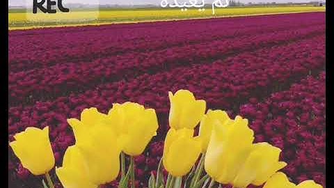 الشيخ ياسر الدوسري ما تيسر من سورة الروم