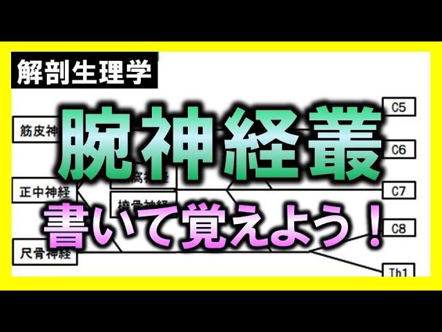 腕神経叢への末梢神経マニピュレーション（頸部） - YouTube