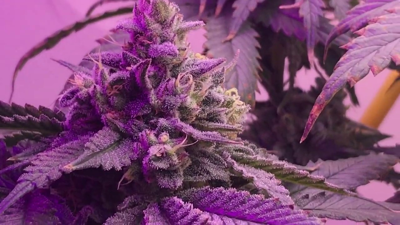 Indoor Cannabis Grow update day 36 flower Blue Mountain Kush
