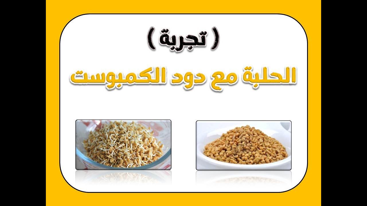 تجربة الحلبة المستنبتة مع ديدان الكمبوست * The Cultured Fenugreek With Red Wiggler Worms