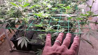 Chilled LED Grow 1/6/21 Garden Update