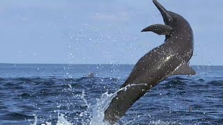 Awesome Spinner Dolphins filmed leaping by Spydolphin!