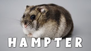 Как поживает мой карликовый хомяк? What Happened to my Dwarf Hamster?