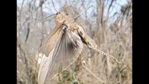 Grasshopper - Slow Motion in Sicily