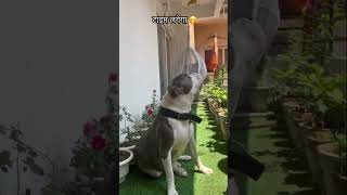 #funny #trending #adoreble #viral #cutepitbull #shorts #youtubeshorts #trendingshorts #petfluencer