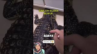 Ternyata gini suara Buaya di kelitikin 😅 #videounik #videohewan #animalplanet #crocodile