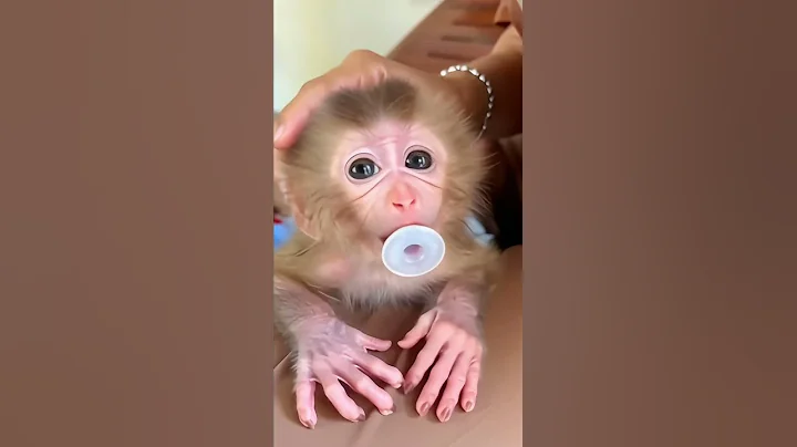 This Baby Monkey Can’t Stop Laughing at His Human’s Funny Voice!