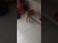 #animais #youtubeshorts #petsfofinhos #gatos #