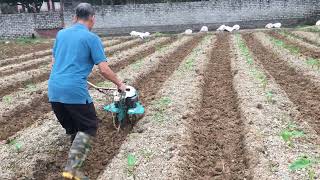 Sustainable Beekeeping Practices for Pollinator Health