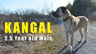 TURKISH KANGAL | Two and a half year old Male | What you need to know