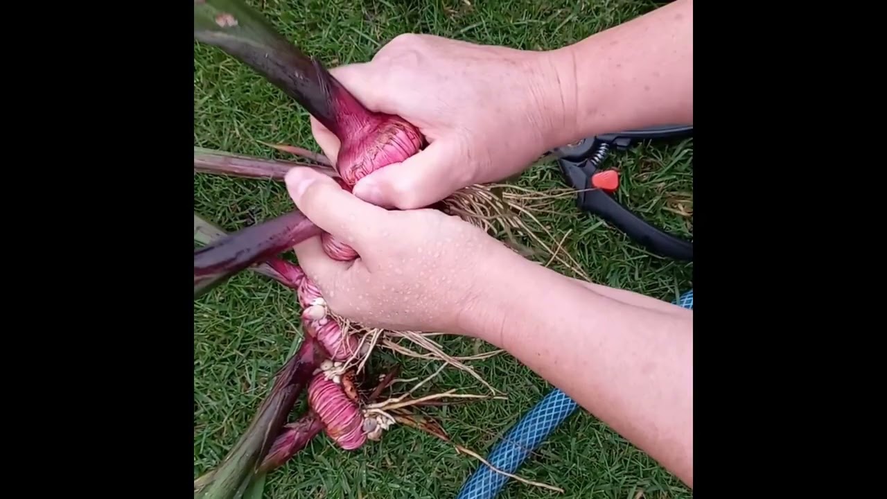 Выкопка гладиолусов и подготовка луковиц к хранению   Жизнь в саду