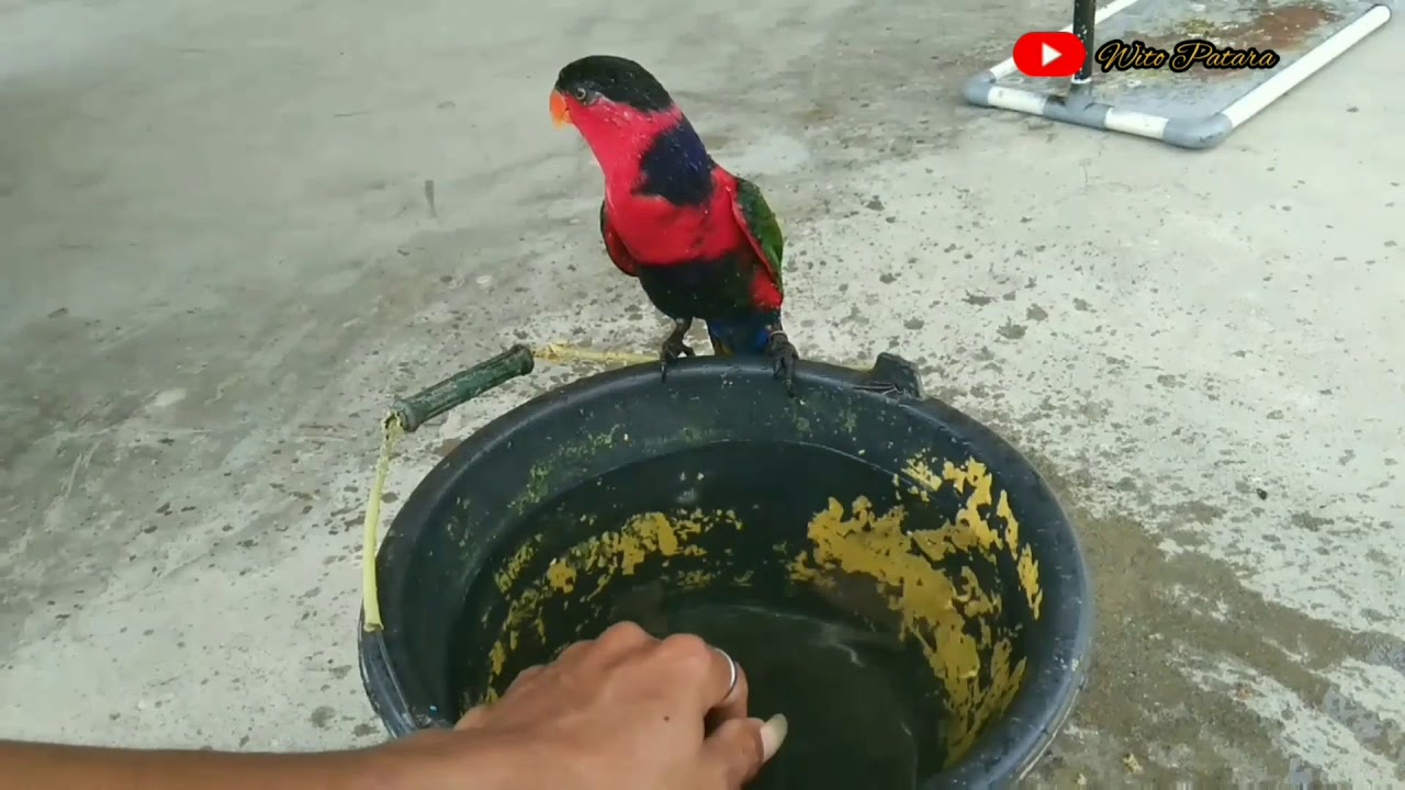 Cara Menjinahkan Nuri Kepala Hitam.. 