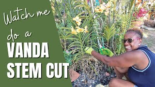 How to do a Vanda Stem Cut | Vanda Orchid Propagation