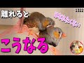 【キンカチョウ】三郎・四郎が離れた時のリアクションが可愛すぎる｜Cute Zebra Finches❤1322