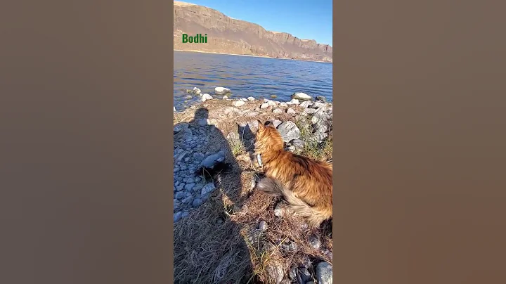 Video 2291971: mainecooncat mainecoons cat, mainecoon cat kitty, beautiful mainecoon cat, european polydactyl maine coon