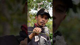 manasin pikat kutilang yang kena mental