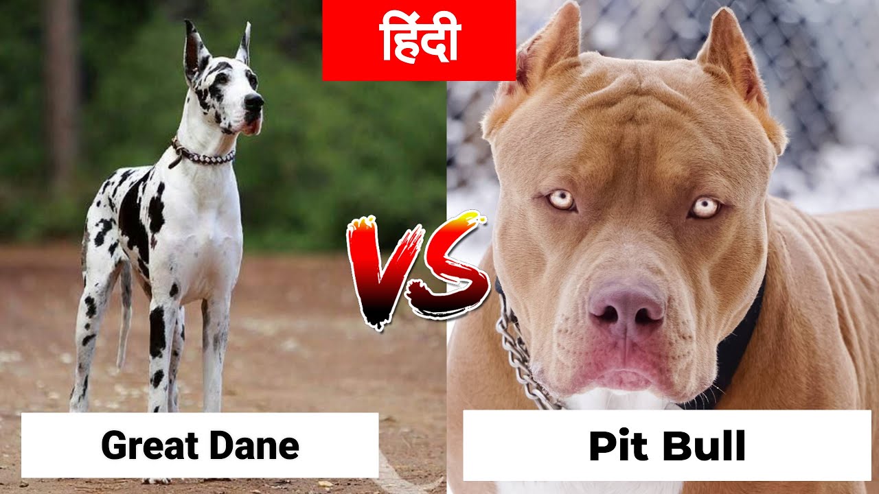 Great Dane Vs Pitbull Fight Who Will Win? Update New