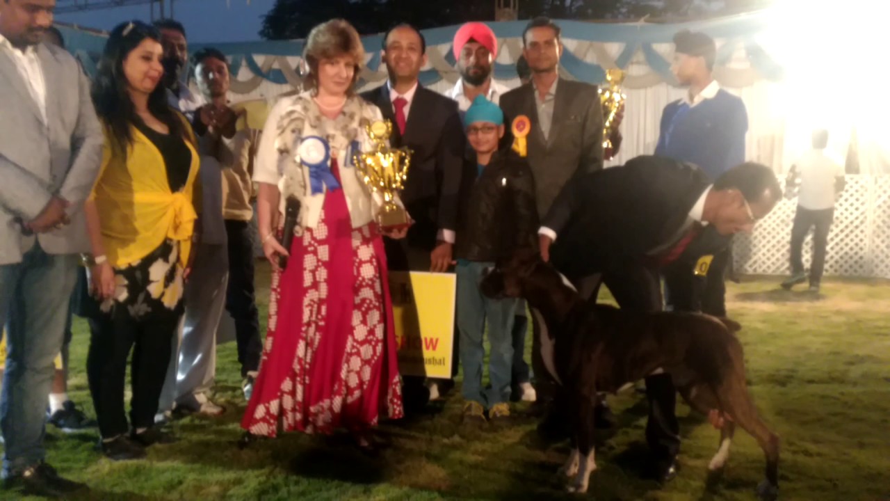 Jabalpur Dog Show 16 Nov 2016 Best in Show Awards YouTube