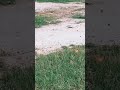 cobra snake 🐍🐍