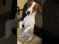 【Jack Russell Terrier傑克羅素㹴BonBon】sit #橘貓#柴犬#shorts