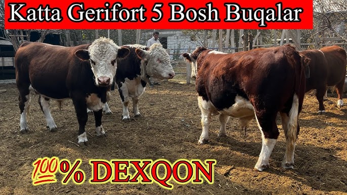 Katta bosh Katta bosh