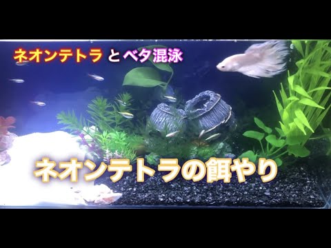 ベタとネオンテトラの混泳 金色と水色のネオンテトラとベタを比べるとやっぱりベタが大きく見えます Youtube