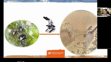 Disease Diagnostic Series Part 4 - Annuals and Gardens