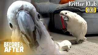 MAD Parrot Destroys, Bites, And Plucks Just To... (Speechless) | Before & After Makeover Ep 70