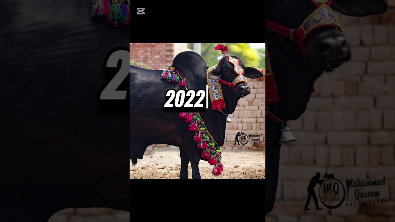 Duniya Ke Sabse Pyare Janwar! 🥰 (Wait For The End) |Cutest Animals #Trending #PetsKiDuniya #CutePets